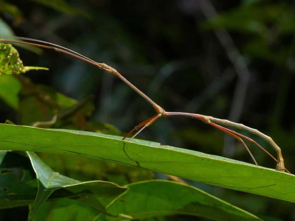 stick insect on long leaf