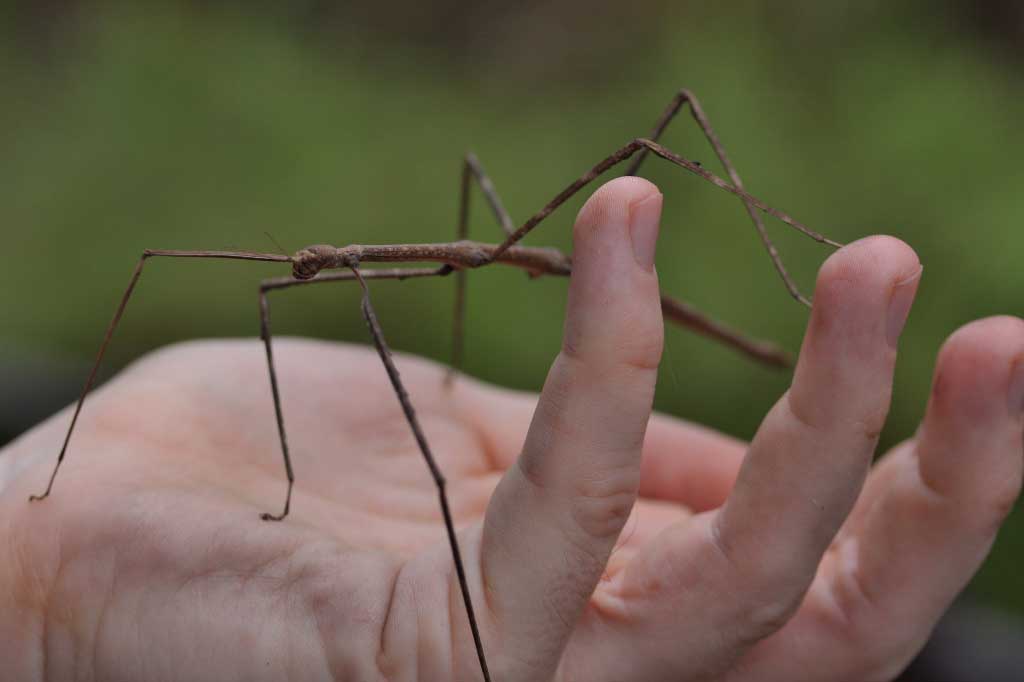 Stick Insect in Hand