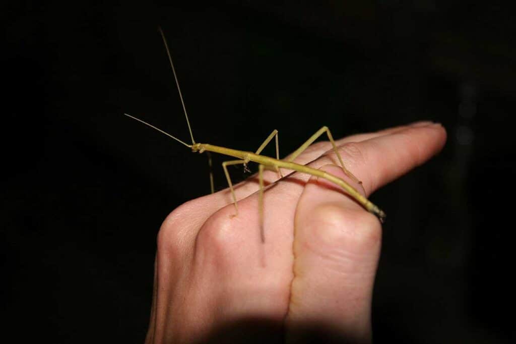 stick insect on hand