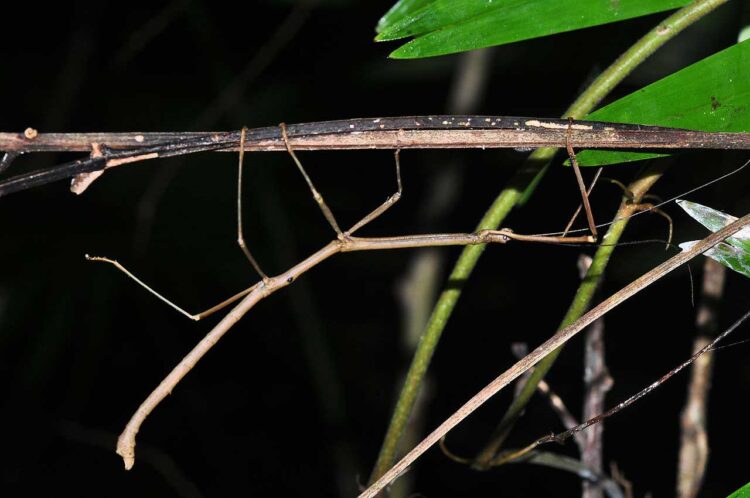 Stick Insect Upside Down
