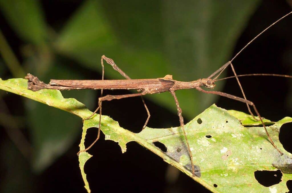 stick insect eating leaf