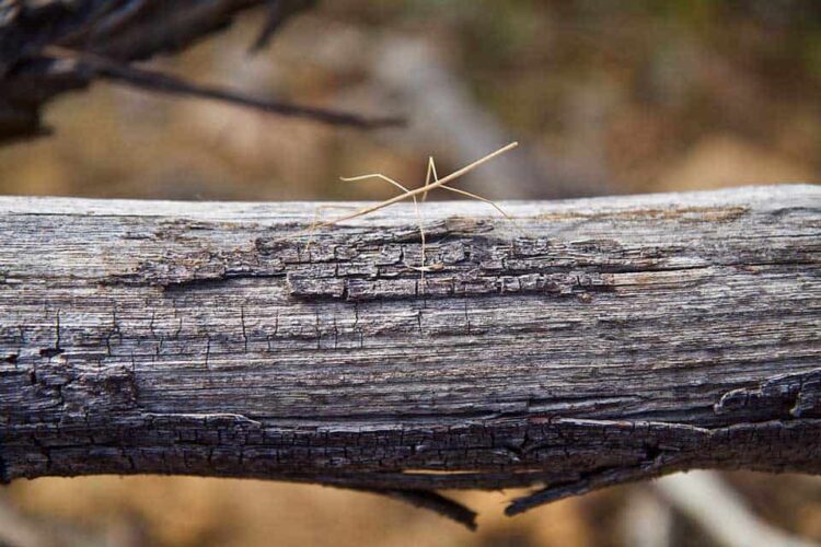 Small Stick Insect on Branch