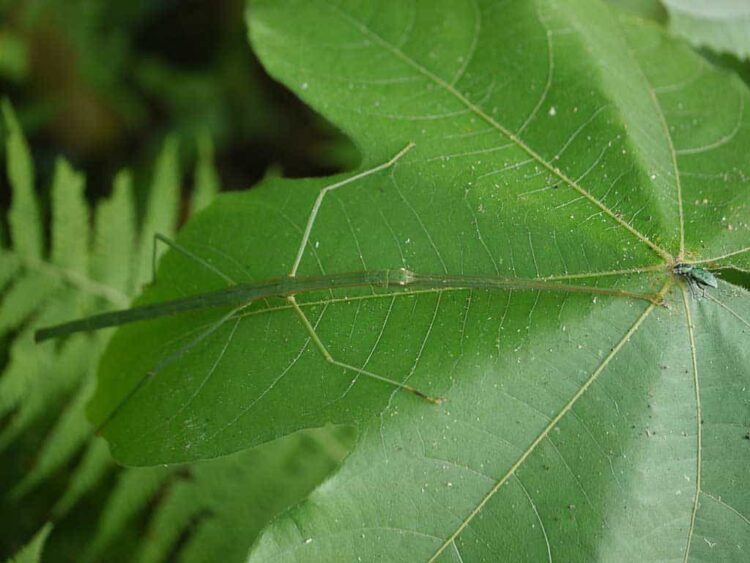 Green Stick Insect on Leaf