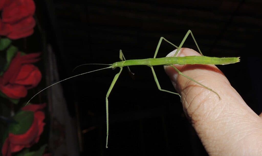 Green Stick Insect on Finger