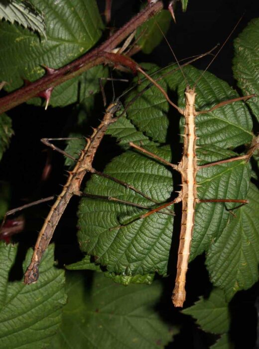 2 stick insects on leaves