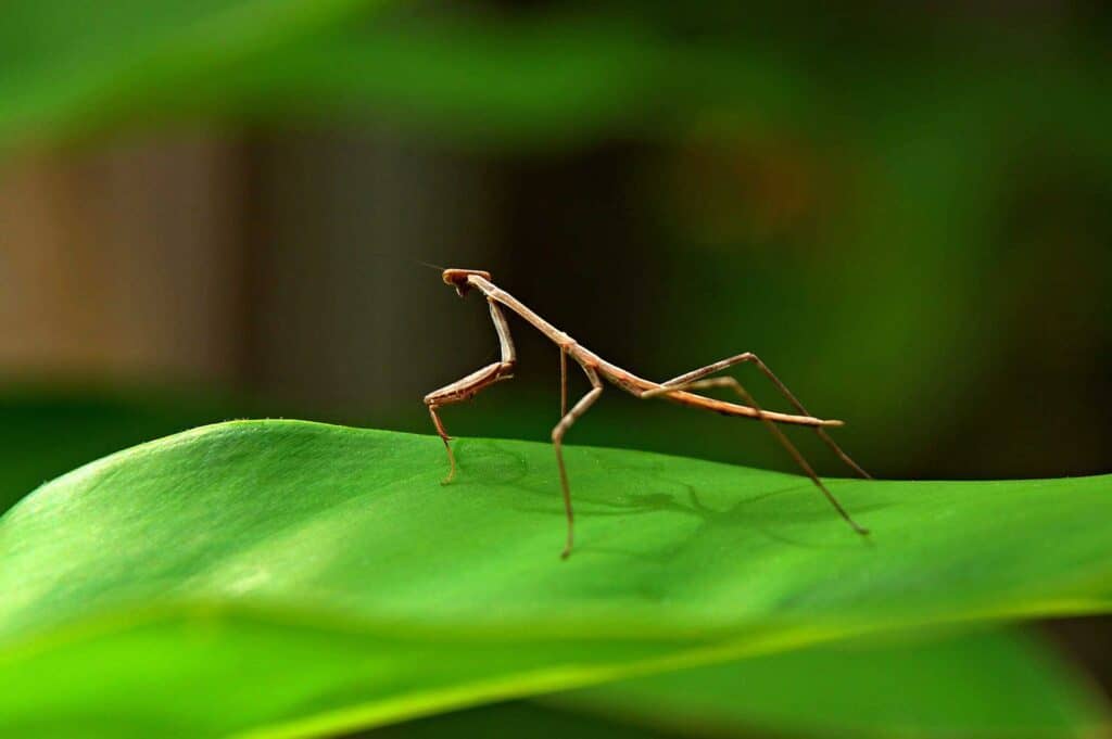 Small Stick Insect on Green Leaf