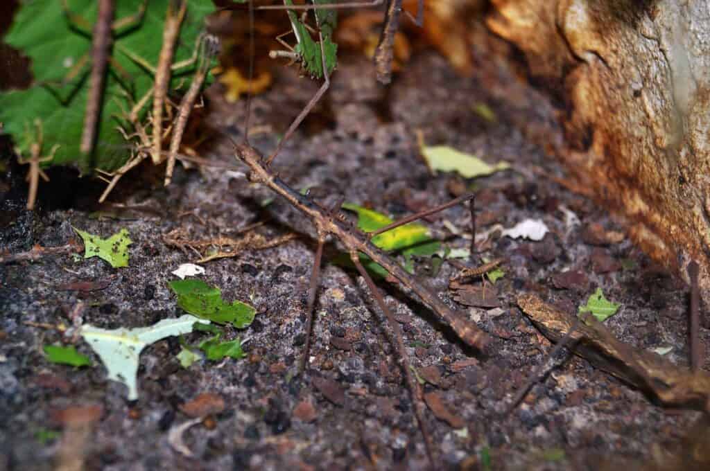 brown stick insect on ground