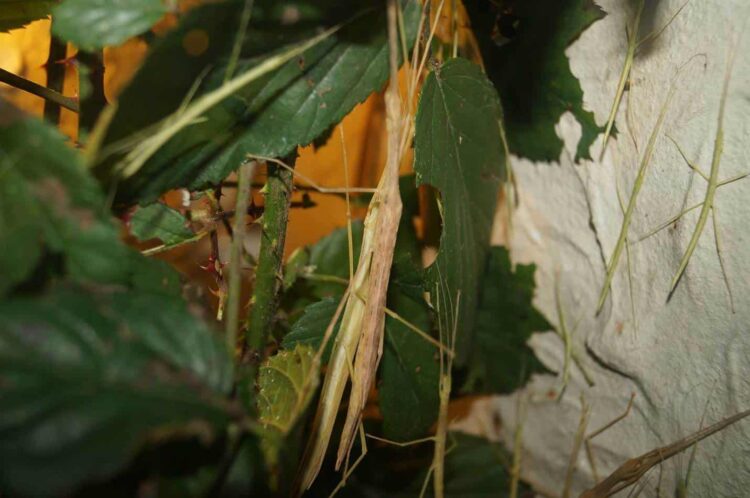 stick insect nestled in leaves