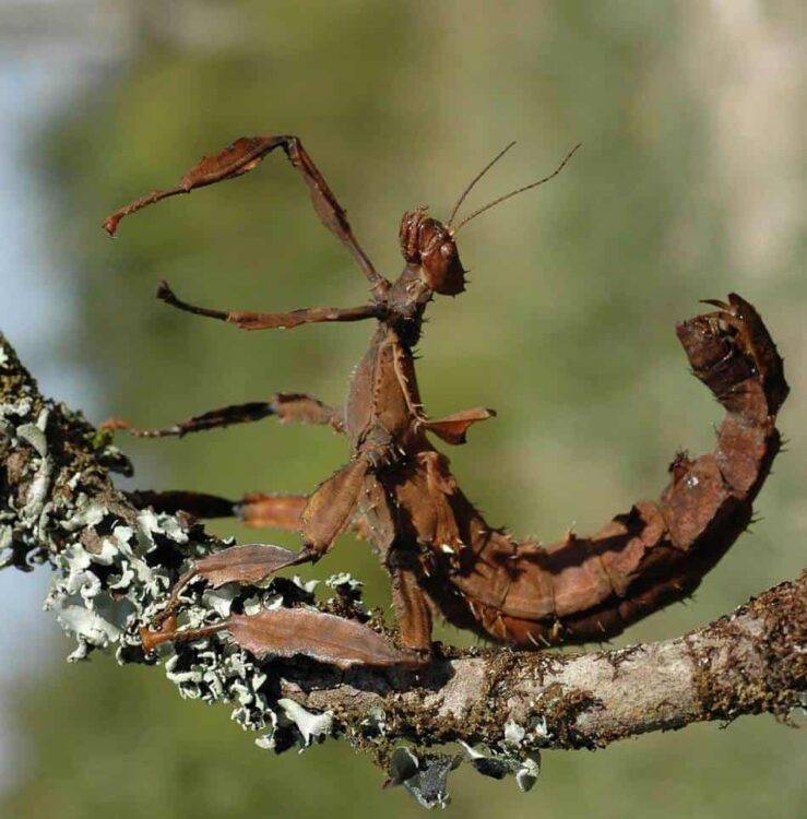giant prickly stick insect on branch