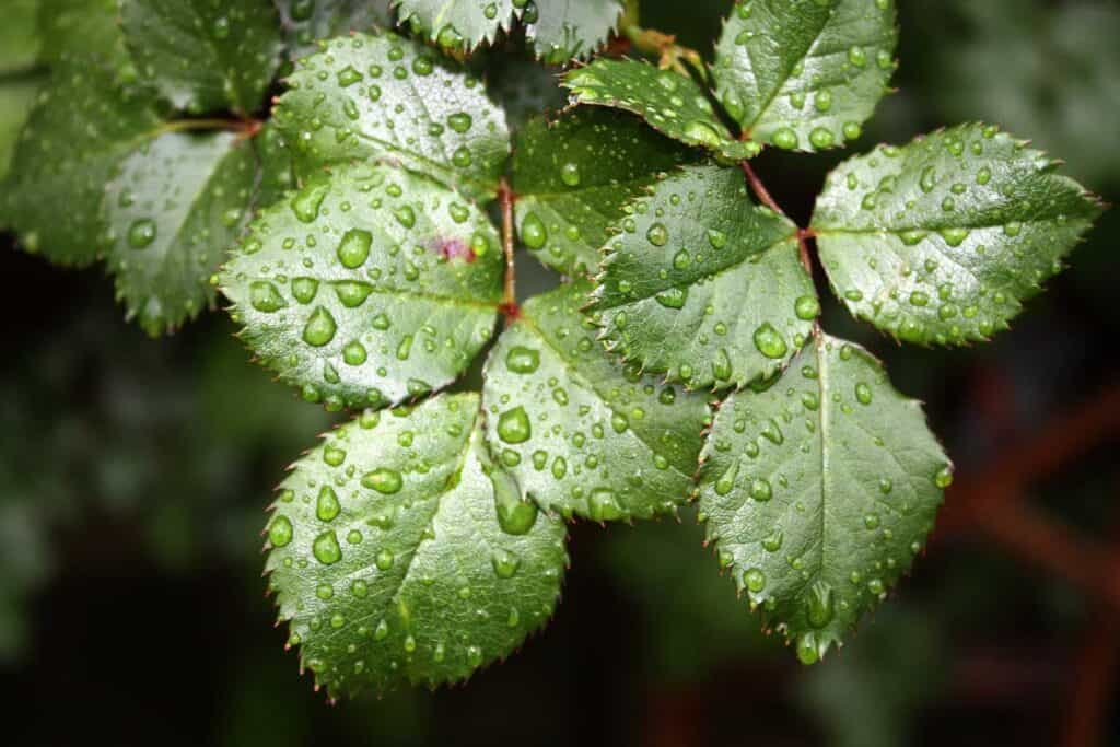 rose leaves with water droplets