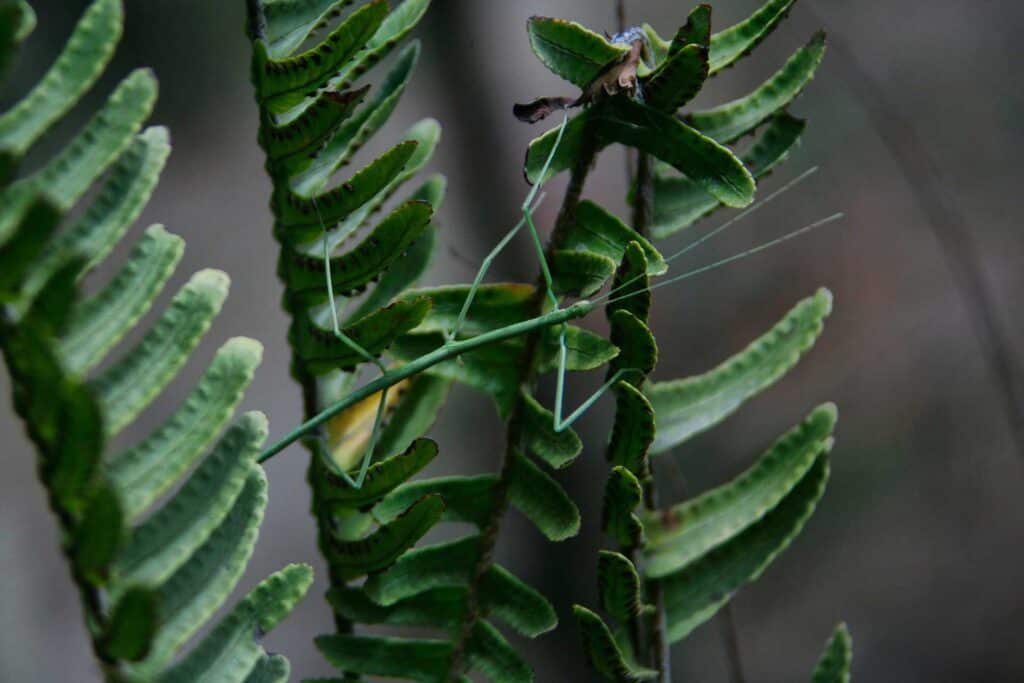 Green Stick Insect on Leaves