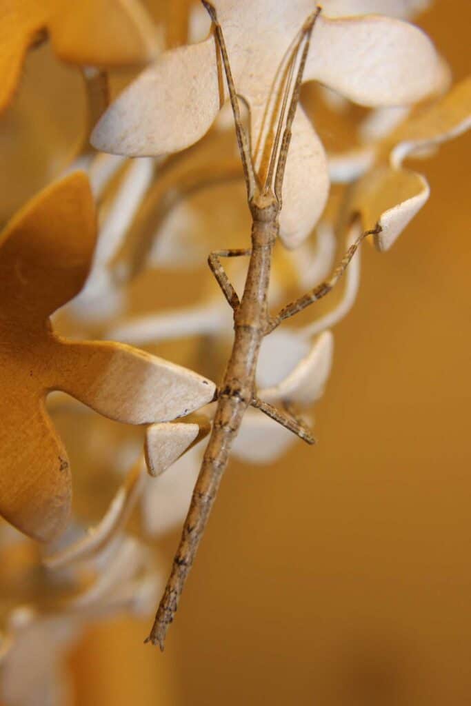 brown stick insect resting on light-colored flower