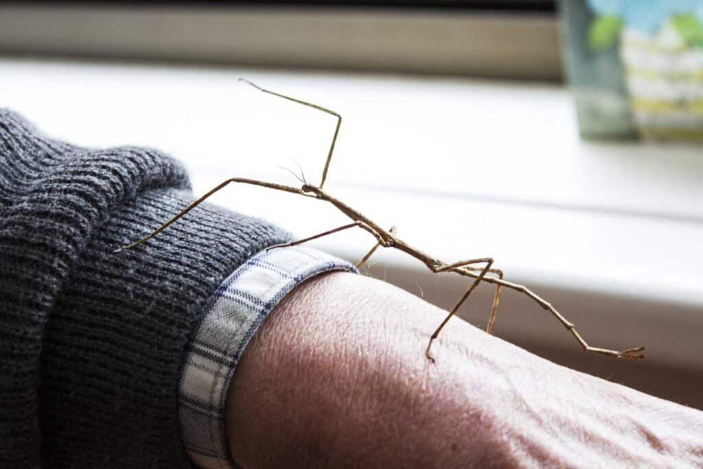 stick insect walking up a person's arm