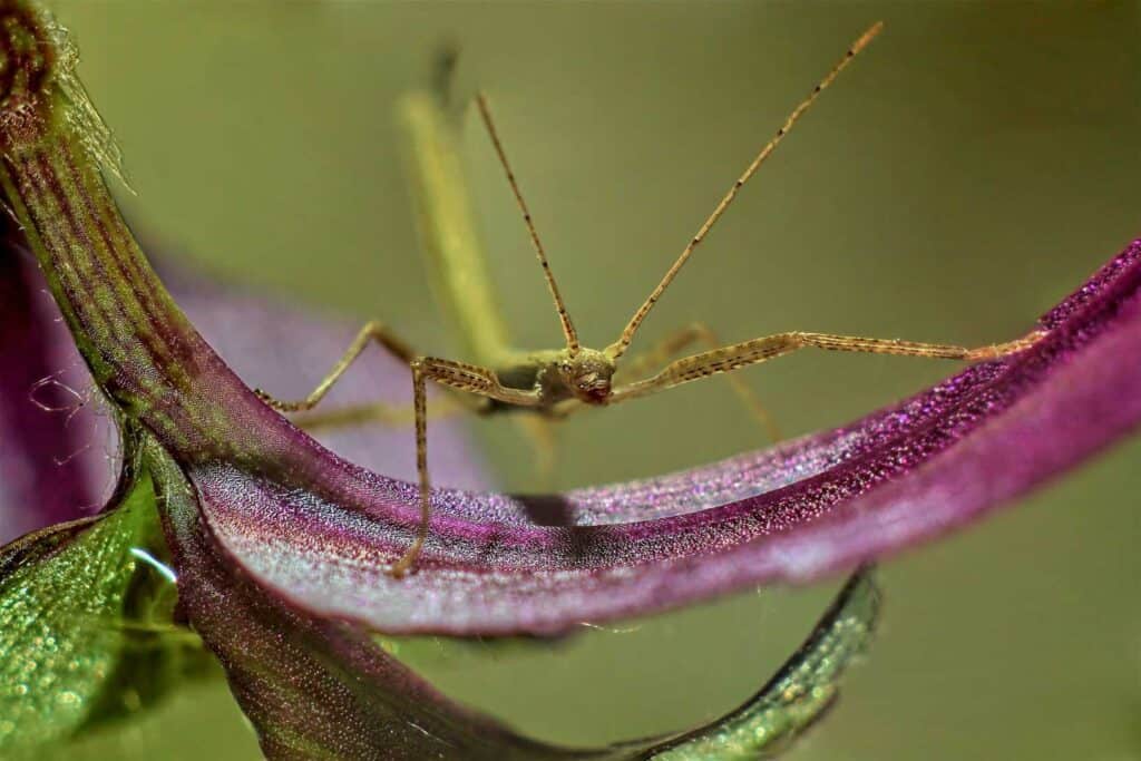 Stick Insect on Purple Leaf