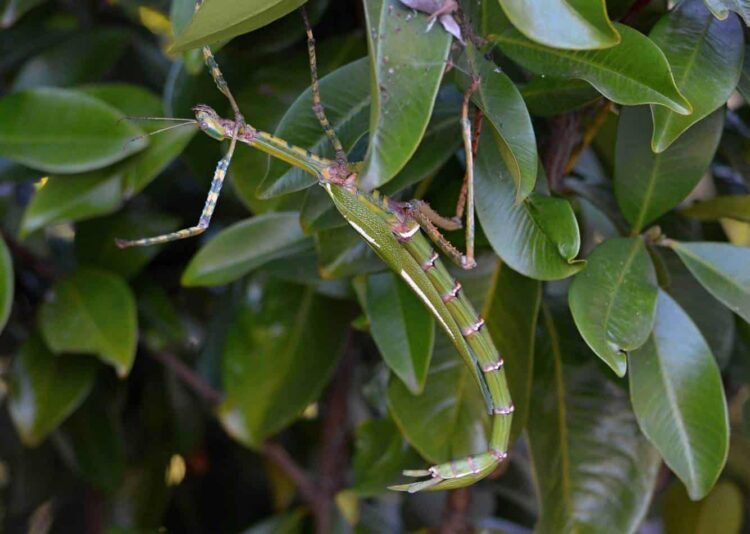 green stick insect sitting on leaves in a tree