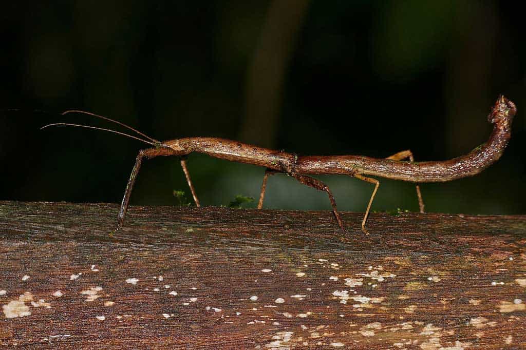 Brown Stick Insect on Tree Trunk