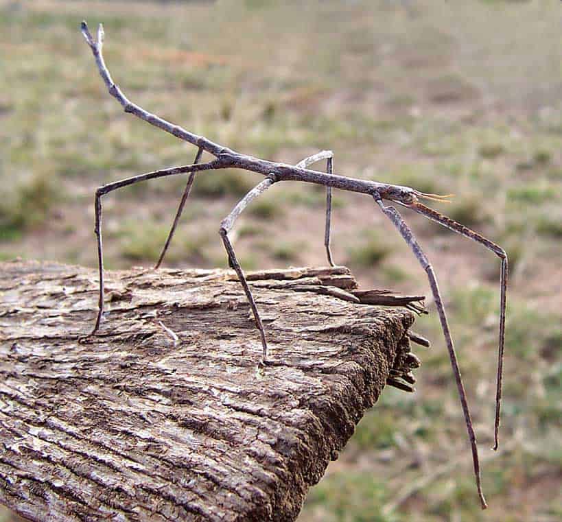 Stick Insect on Wood