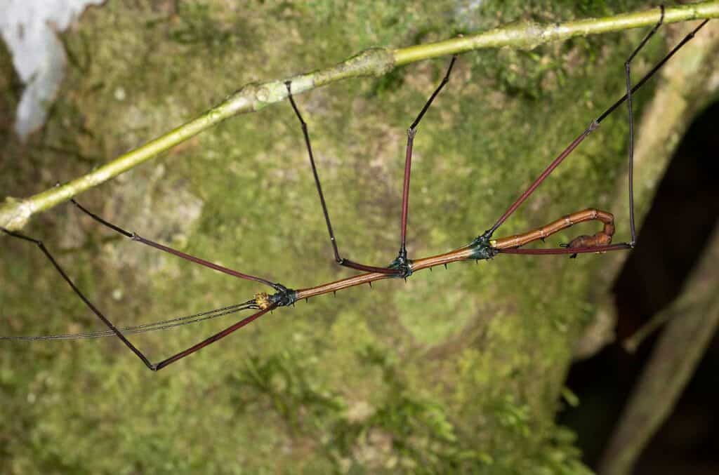 Stick Insect Upside Down on Stem