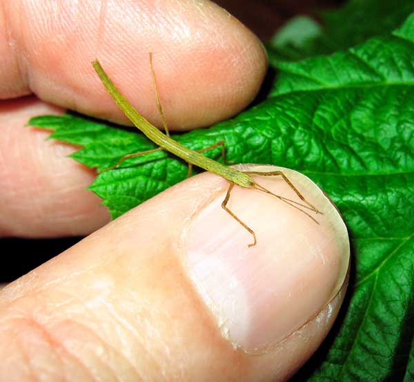 Indian Stick Insect on Leaf