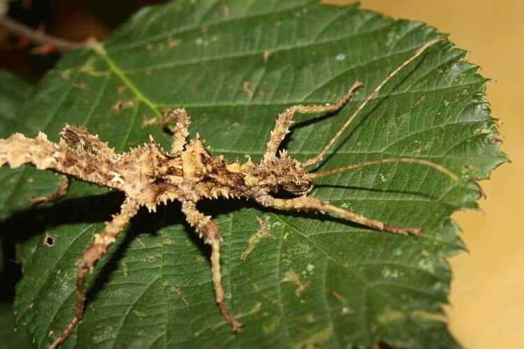 Thorny Stick Insect