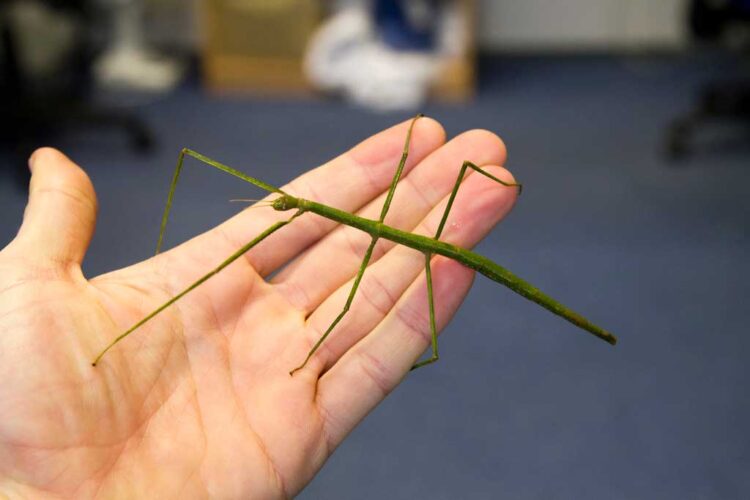 Vietnamese Stick Insect