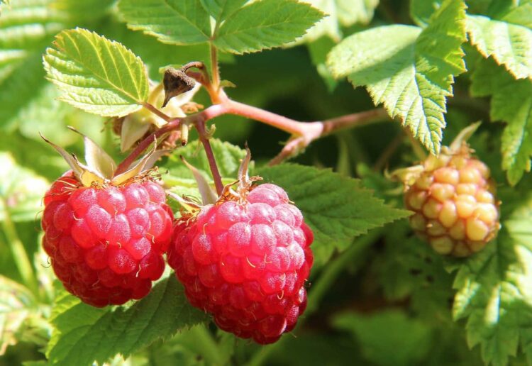 Raspberry Fruit and Leaves