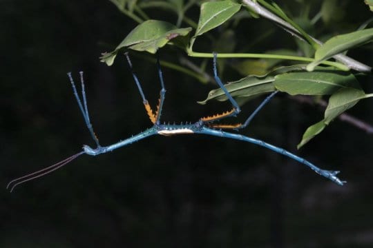 new species of stick insect