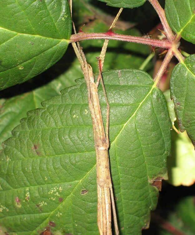 Indian stick insect on a leaf