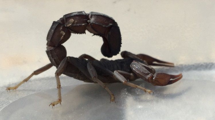Black Fat-Tailed Scorpion