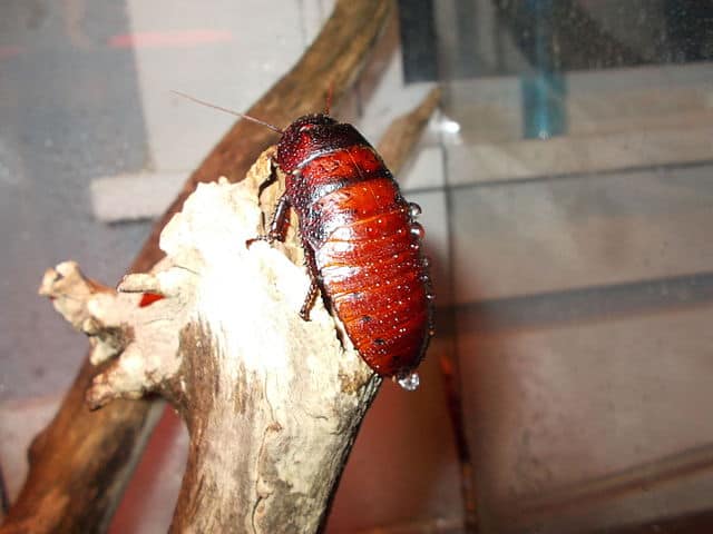 Female Madagascar Hissing Cockroach