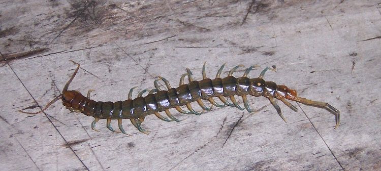 Red-Headed Centipede