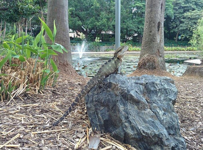 Basking Australian Water Dragon (Intellagama lesueurii)