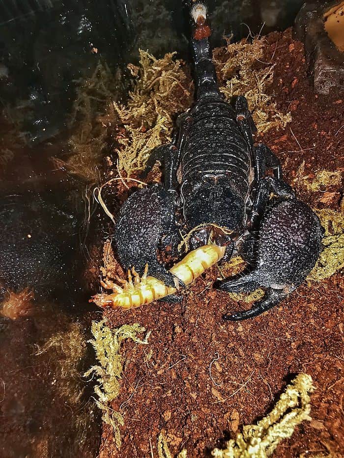 Emperor Scorpion Feeding