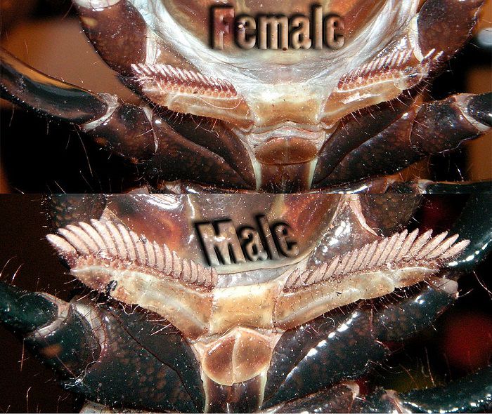 Emporer Scorpion Sexing Pectens