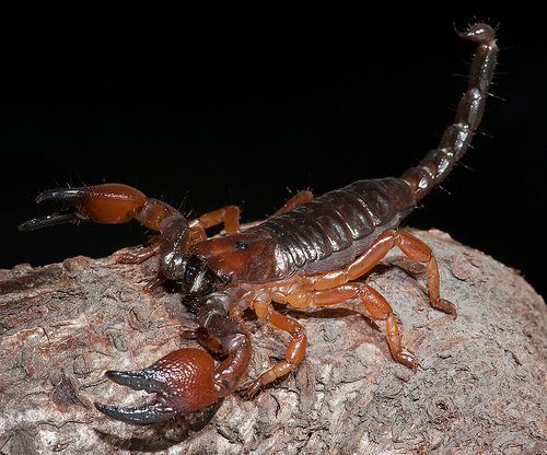 Tanzanian Red Clawed Scorpion