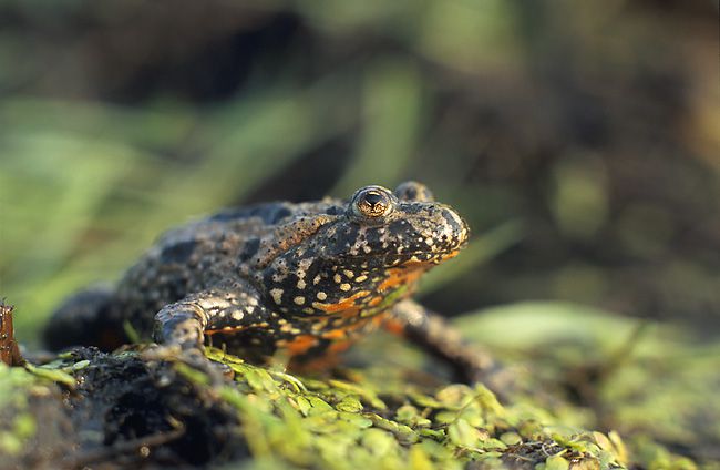 European Fire-Bellied Toad