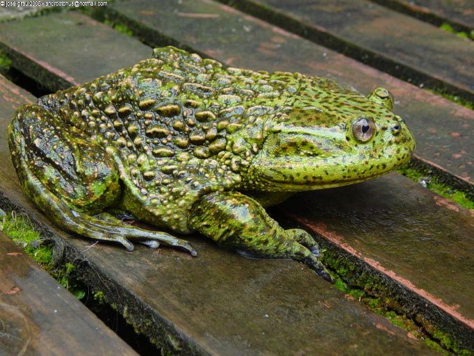 Helmeted Water Toad