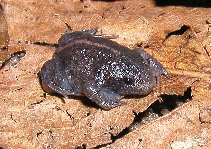 Mexican Burrowing Toad