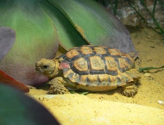 Speckled Cape Tortoise