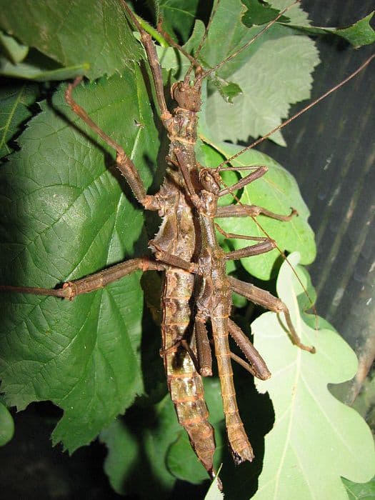 Thorny Stick Insects