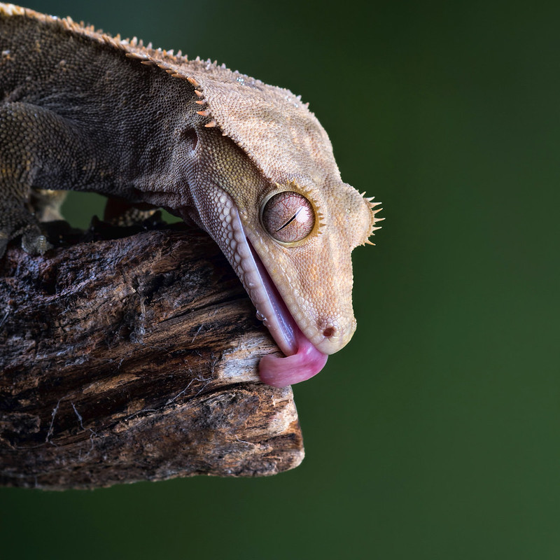 Crested Gecko Licking Branch