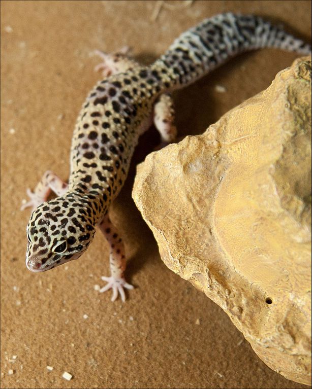Afghan Leopard Gecko