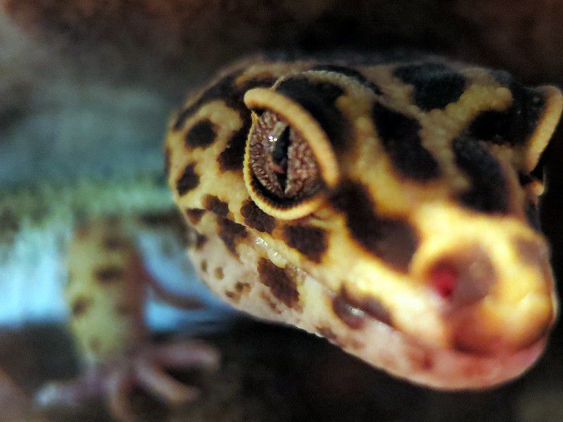 Leopard Gecko Close-Up