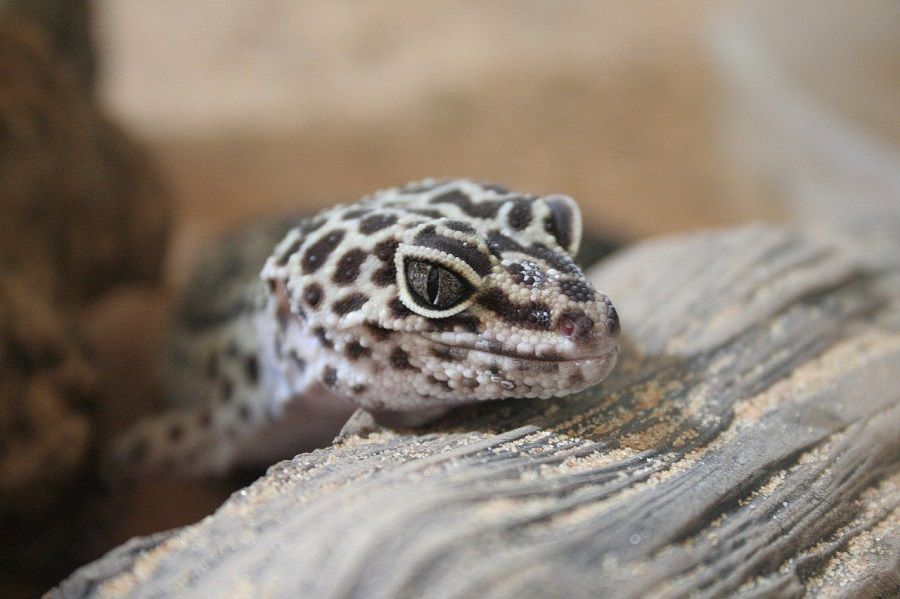 Leopard Gecko Resting Head